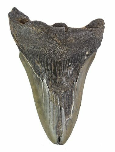Partial, Fossil Megalodon Tooth #89048
